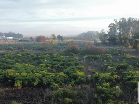 Campo - Lujan