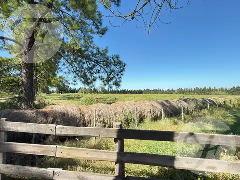 Venta de Chacra de 5 hectáreas productivas - Gobernador Castro, San Pedro
