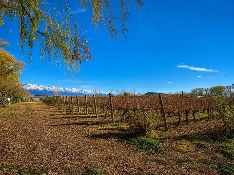 Finca con Complejo Turistico / Cabañas en venta en Tunuyan Mendoza