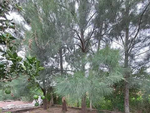 Quincho con amplio terreno en el Sauce