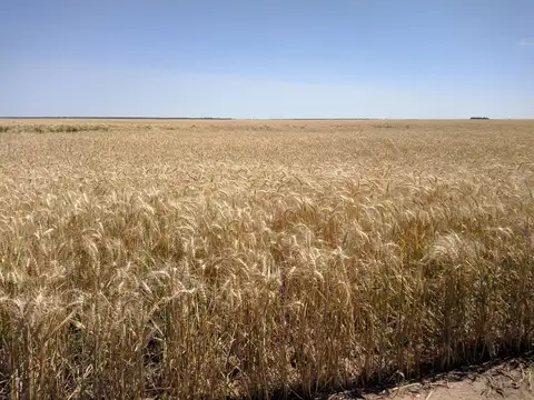 Campo en Banderas, Santiago del Estero  1.513 hectáreas