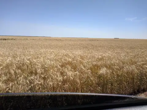 Campo en Banderas, Santiago del Estero  1.513 hectáreas