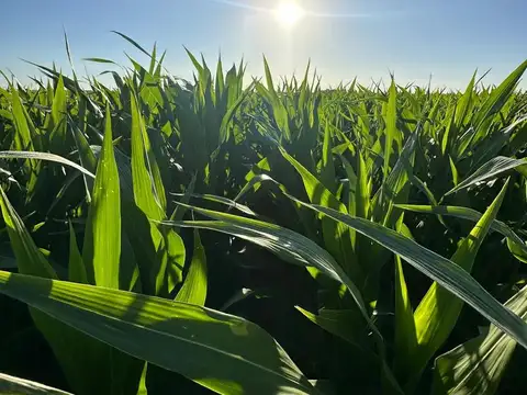 Campo en Banderas, Santiago del Estero  1.513 hectáreas