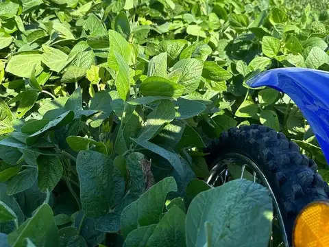 Campo en Banderas, Santiago del Estero 1.513 hectáreas
