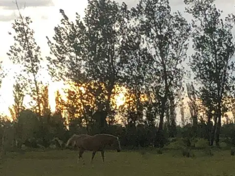 Venta de Finca en Monte Comán – Excelente Oportunidad de Inversión Agrícola