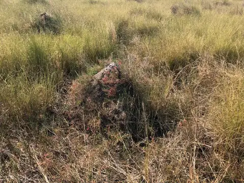 Campo en Venta Ganadero