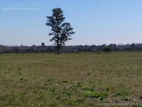 Constituyentes al 3000