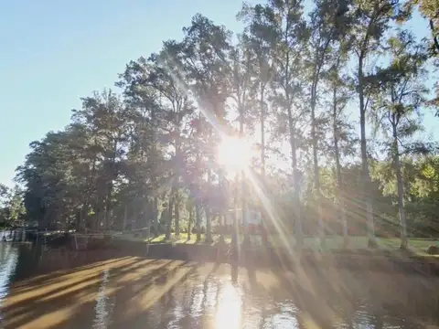 Arroyo Rama Negra Delta Tigre 800