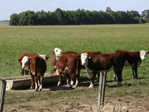 GRAN ESTANCIA MIXTA, algodón y sorgo