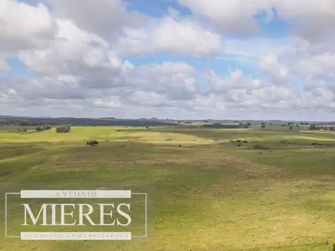 Campo 287 hectáreas ganadero excelente ubicación, Lavalleja.