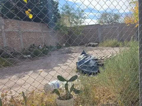 Los Tulipanes 100