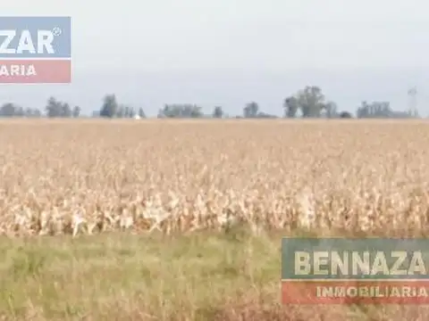 Venta Campo 80 Hectáreas en El Paraíso