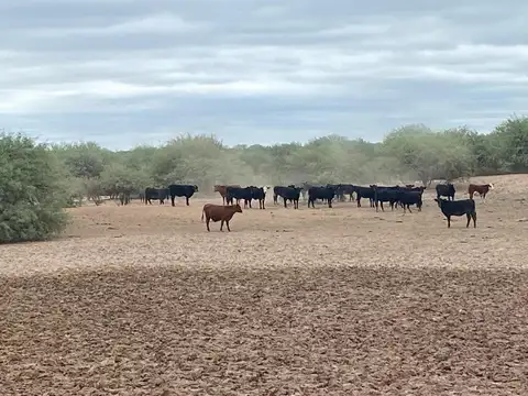 Campo en venta - Cuadro Nacional -San Rafael