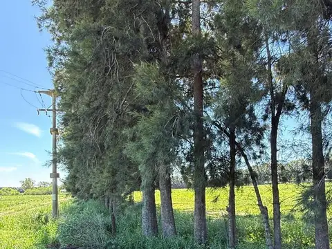 VENTA 5 HECTAREAS, RIO TALA, SAN PEDRO