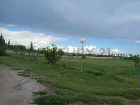 VENTA FINCA DE 16 HA, EN RUTA PCIAL 165, SAN RAFAEL, MENDOZA