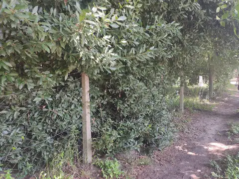 Terreno en Venta 8  mts Frente