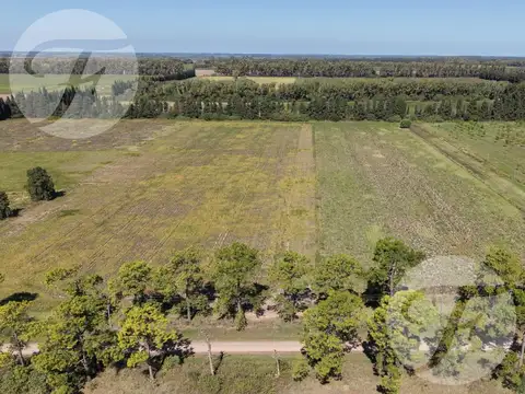Venta de Campo de 5 hectáreas productivas - Gobernador Castro, San Pedro