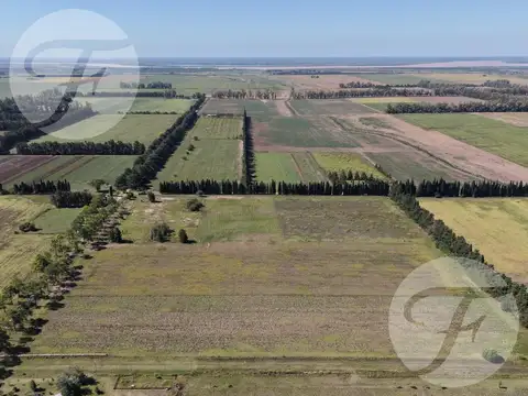 Venta de Campo de 5 hectáreas productivas - Gobernador Castro, San Pedro