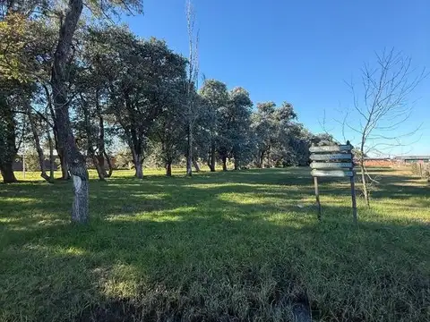 Tordillo