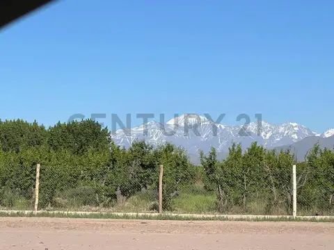 cruz videla 2000