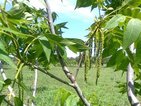 CAMPO 2,04HA-PECÁN EN PRODUCCIÓN-ZELAYA