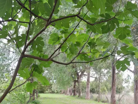 CAMPO 2,04HA-PECÁN EN PRODUCCIÓN-ZELAYA