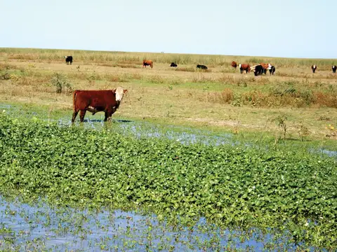 Campo en Venta de 30.000  ha
