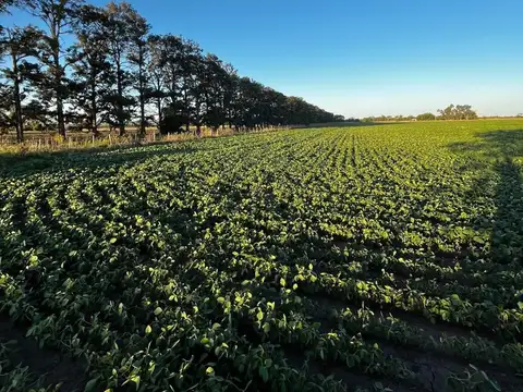Campo en Exaltación de la Cruz