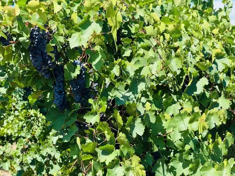 Venta Finca en producción 52,60has San Martín