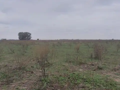 Campo - San Vicente