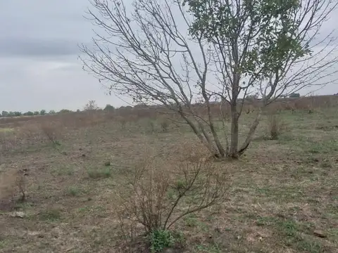 Campo - San Vicente