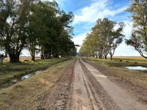 Campo Mixto con monte y Casa Principal en Venta Las Flores