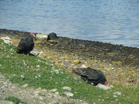Campo - Ushuaia