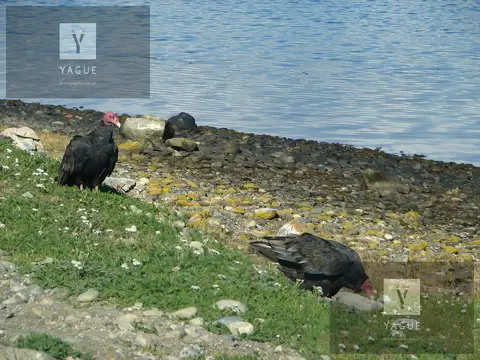 Campo - Ushuaia