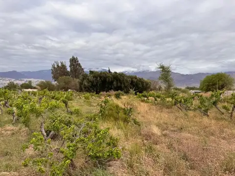 SE VENDE TERRENO EN FIAMBALA TINOGASTA