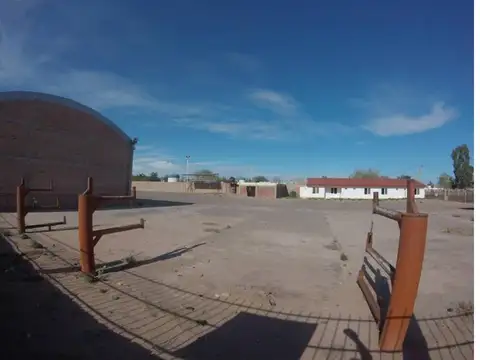 Minas Y Los Loros 100