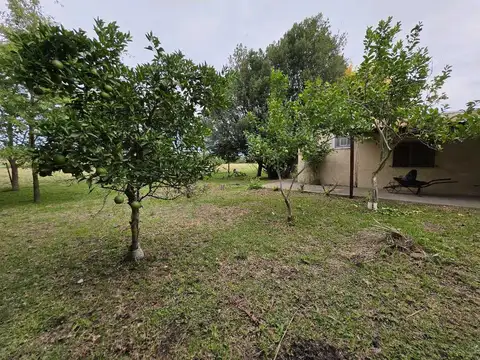 Aldo Papa 825