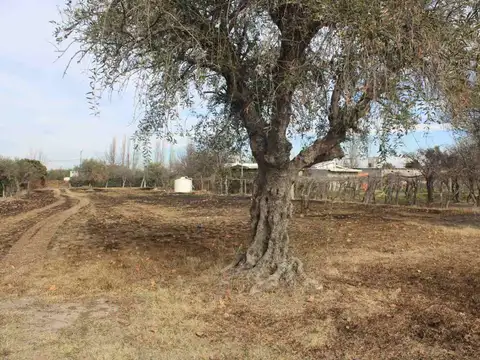 Fracción de 6.291 m² en venta – Rivadavia, Mendoza