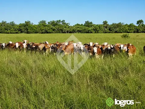 Campo Mixto en venta de 2100 ha | Macapillo | Provincia de Salta
