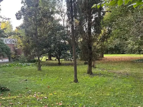 Del Pino 1800