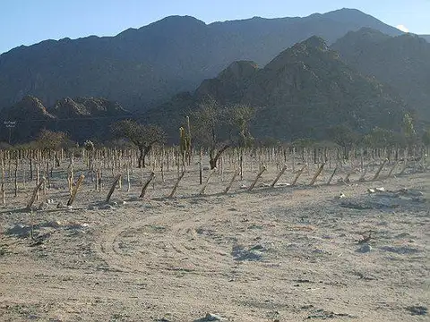 Campo Apto para Viñedo en Venta - Tolombón, Salta