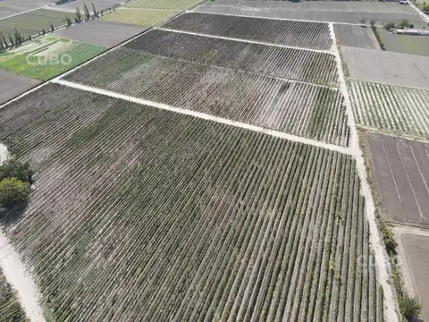 CUBO VENDE Finca de 7,5 hectareas ubicada en Rodeo de la Cruz - Mendoza