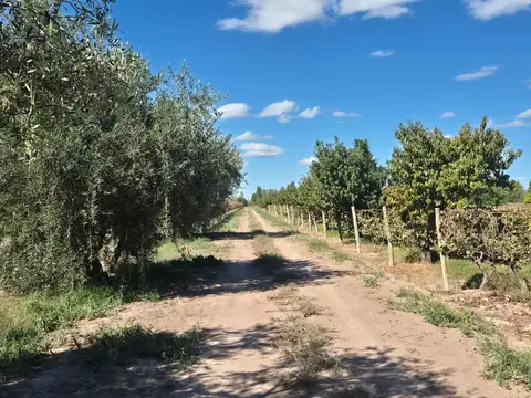 Venta de finca en El Central, San Marín, Mza