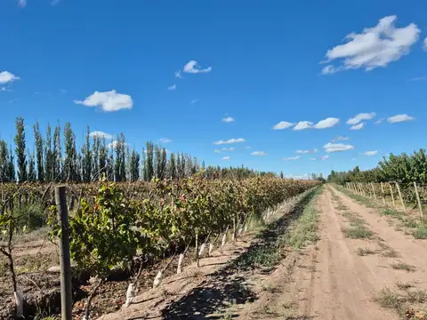 Venta de finca en El Central, San Marín, Mza