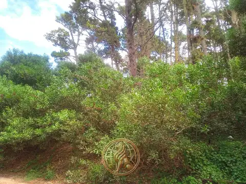 Calle 36 y Calle Necochea