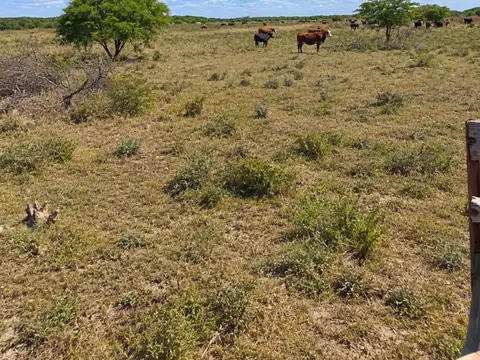 CAMPO GANADERO - ALEJANDRA, DPTO. SAN JAVIER
