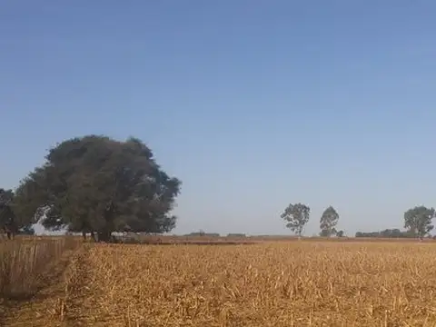 Campo 330 Hectáreas en venta en Castelli