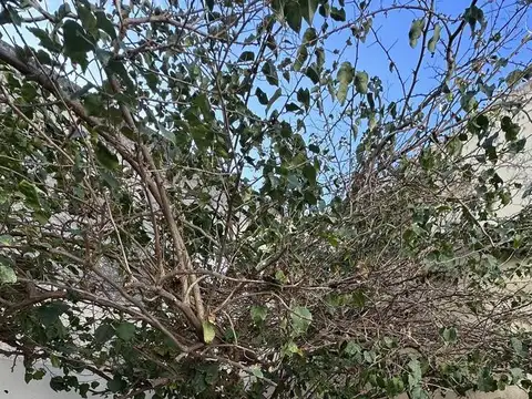 Depto Tipo Casa en Venta de 2 dormitorios