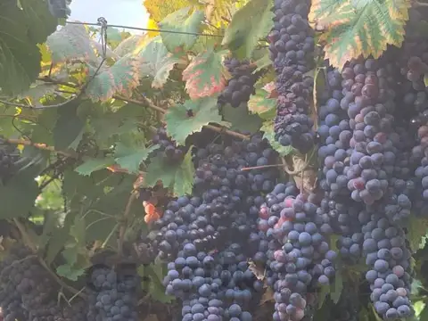 VENTA DE FINCA EN LAVALLE MENDOZA