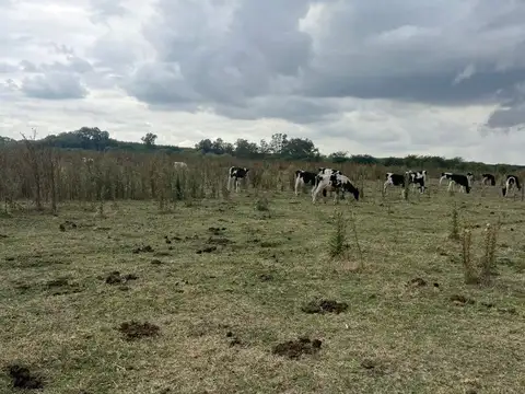 Campo en Venta Agrícola